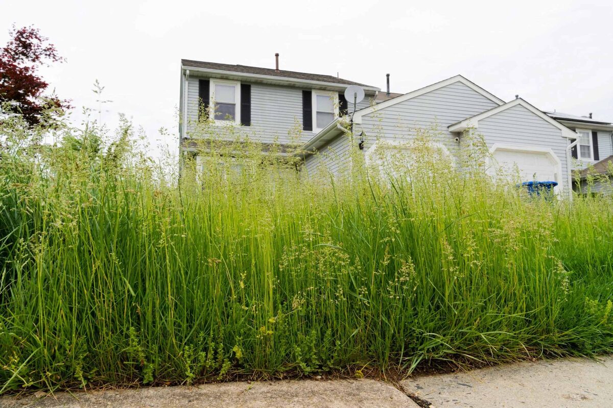 Overgrown front yard before a landscaping clean-up