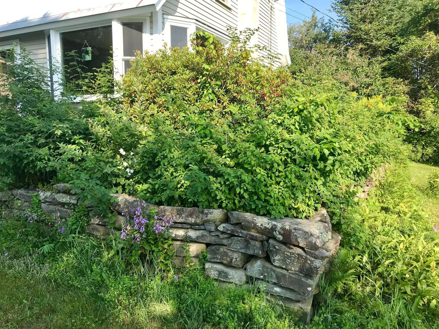 Overgrown yard before a landscaping clean-up